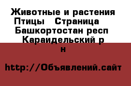 Животные и растения Птицы - Страница 2 . Башкортостан респ.,Караидельский р-н